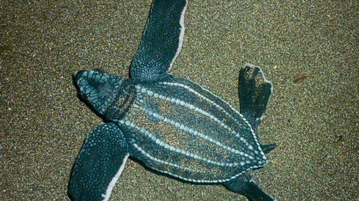 Peran Masyarakat Lokal dalam Menyelamatkan Penyu Belimbing
